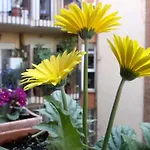 Apartamento Azahara